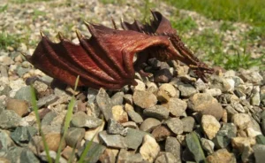 Изображение — Дракон в каждый двор..